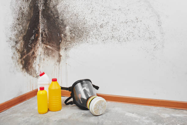 Best Same-Day Mold Removal  in Herald Harbor, MD