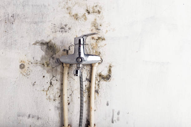 Home Mold Removal in Herald Harbor, MD