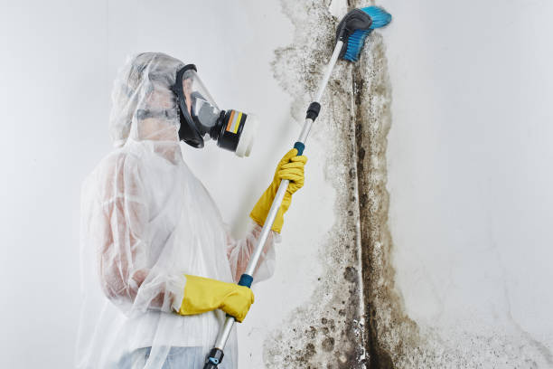 Best Mold Damage Repair  in Herald Harbor, MD