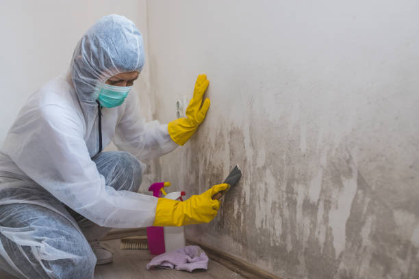 Best Toxic Mold Removal  in Herald Harbor, MD