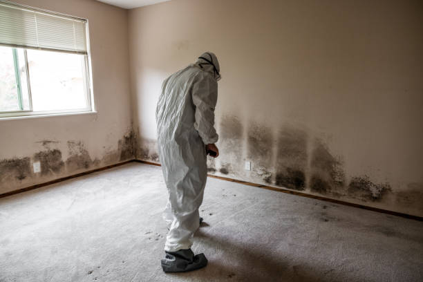 Professional Mold Removal in Herald Harbor, MD