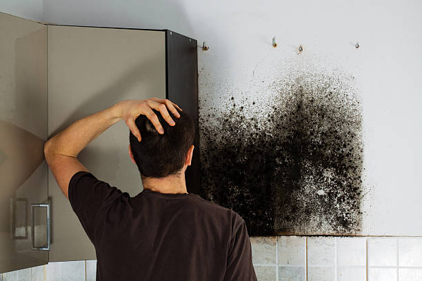 Best Commercial Mold Removal  in Herald Harbor, MD