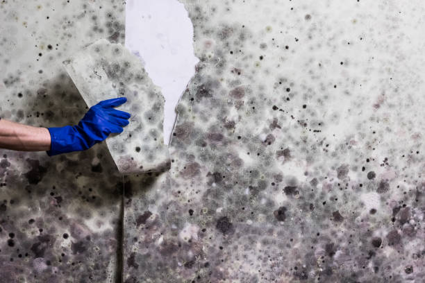 Best Crawl Space Mold Removal  in Herald Harbor, MD