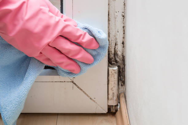 Best Toxic Mold Removal  in Herald Harbor, MD